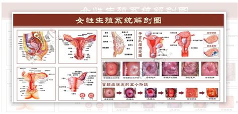 女人的生殖器|女性生殖器官解剖图